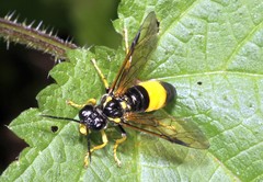 Tenthredo maculata