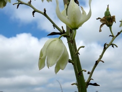 Yucca cernua