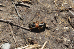 Staphylinus erythropterus