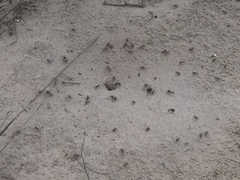 Pogonomyrmex comanche