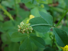 Medicago lupulina