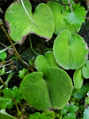 Corybas macranthus