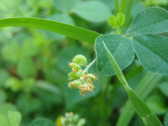 Medicago lupulina