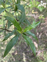Olearia elliptica