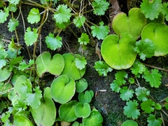 Corybas macranthus