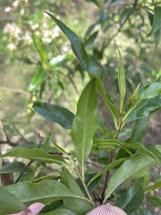 Olearia elliptica