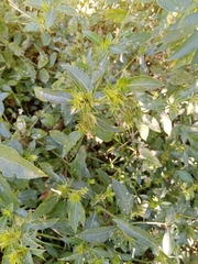 Barleria elegans orientalis