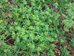 Medicago lupulina