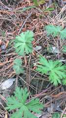 Geranium carolinianum carolinianum