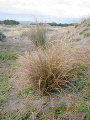 Podalonia tydei suspiciosa