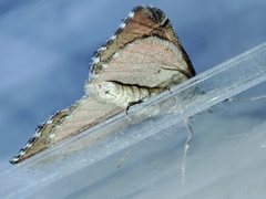 Aplocera efformata