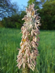 Alopecurus pratensis pratensis