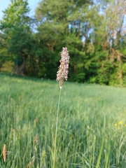 Alopecurus pratensis pratensis