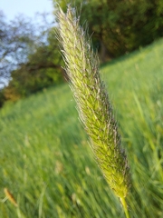 Alopecurus pratensis pratensis