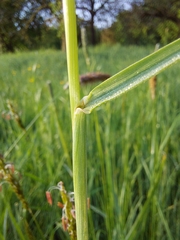 Alopecurus pratensis pratensis