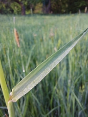 Alopecurus pratensis pratensis