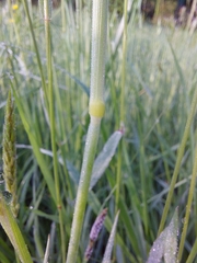 Alopecurus pratensis pratensis