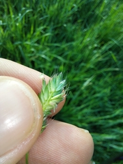 Alopecurus pratensis pratensis
