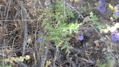 Phacelia
