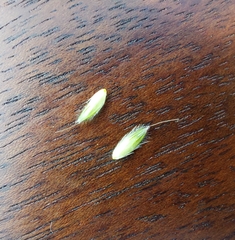 Alopecurus pratensis pratensis