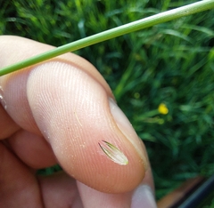 Alopecurus pratensis pratensis