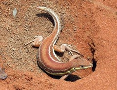 Ichnotropis capensis