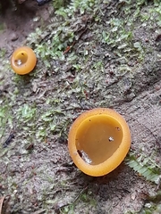 Aleurina