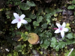 Ophiorrhiza mitchelloides