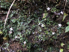 Ophiorrhiza mitchelloides