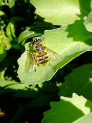Myathropa florea
