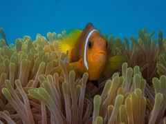 Amphiprion nigripes