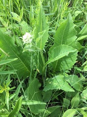 Parthenium integrifolium