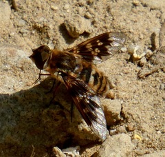 Thyridanthrax nugator