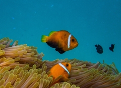 Amphiprion nigripes