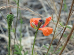Papaver argemone