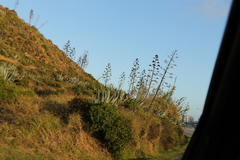 Agave americana expansa
