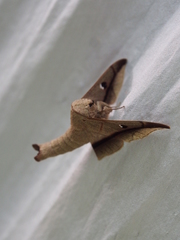 Bedosiallo sylvia
