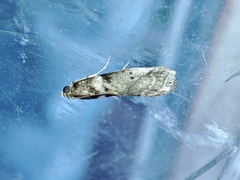 Acrobasis sodalella