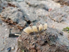 Volegalea cochlidium