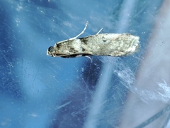 Acrobasis sodalella