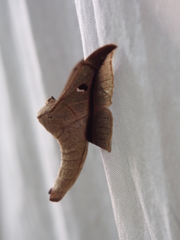 Bedosiallo sylvia