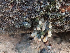Eudistoma