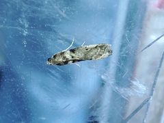 Acrobasis sodalella