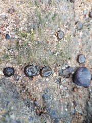 Anthopleura dixoniana