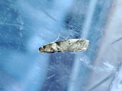 Acrobasis sodalella