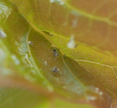 Cacopsylla pulchella