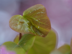 Cacopsylla pulchella