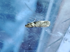 Acrobasis sodalella