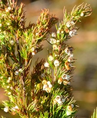 Erica aemula