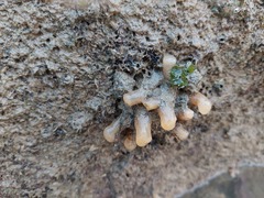 Eudistoma